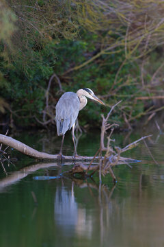 Grey heron (Ardea cinerea) sitting at the edge of a lagoon in the Camargue, France.