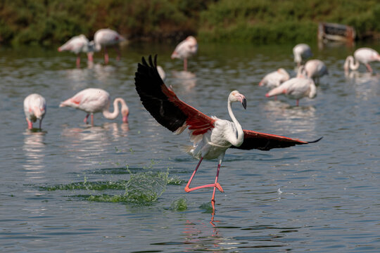 Greater flamingo (Phoenicopterus roseus) landing in a lagoon in the Camargue, France.