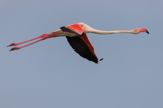 Greater flamingo (Phoenicopterus roseus) flying over a lagoon in the Camargue, France.