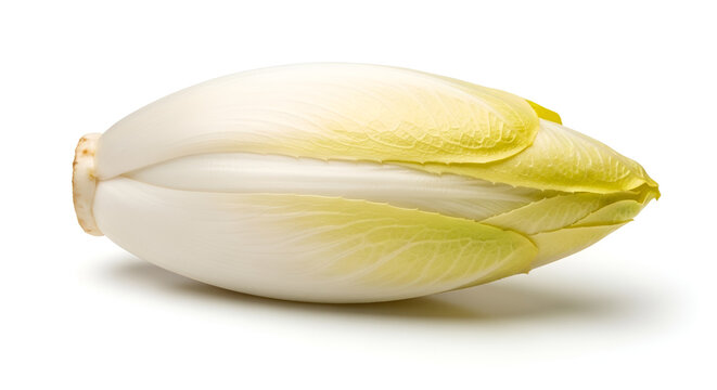 Fresh raw endive vegetable showing delicate pale yellow leaves isolated on a plain white background for healthy culinary food preparation