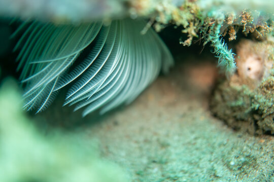 Close-up of Tube-Dwelling Feather Duster Worm (Sabellidae) with Delicate Radioles Extended from a Protective Tube