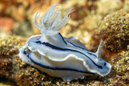 Chromodoris lochi Nudibranch (Loch's Chromodoris) Showcasing Intricate Blue and White Stripes and Feathery Gills on a Tropical Coral Reef