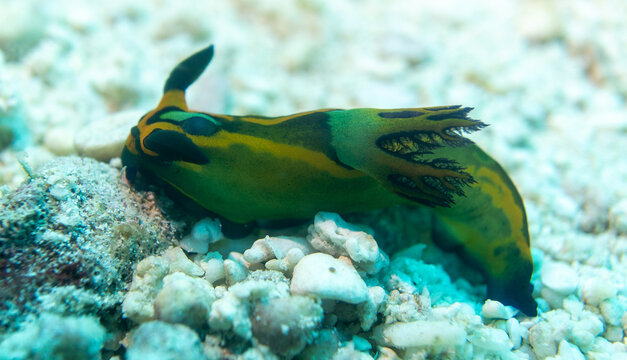 Macro of a Tambja morosa Nudibranch on Coral Rubble and Rock, Cabilao, Bohol, Philippines
