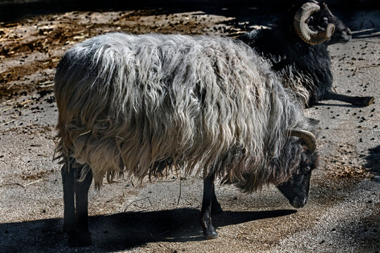 Heidschnucke domestic sheep 