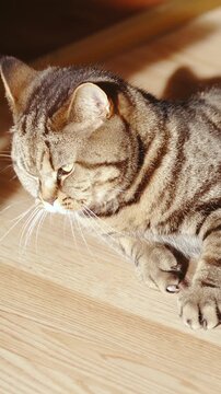 Playful cat attack a slipper in slow motion