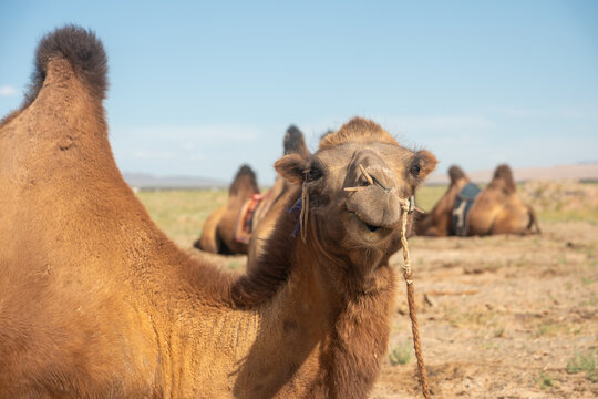 Close-Up of a Bactrian Camel's Face Portrait  Looking at Camera