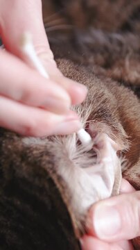 Cleaning dirty cat ear with swab sticks close-up