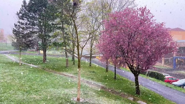April 11, 2026 Video of falling snow against the backdrop of blooming pink cherry trees