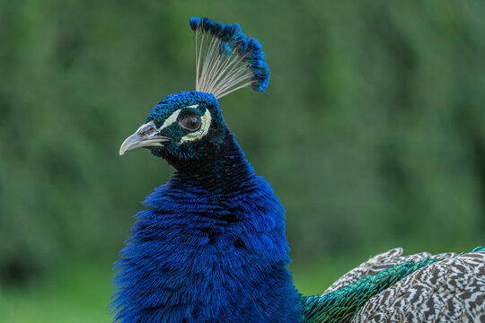 The peacock is a beautiful, graceful bird, and the peacock's tail is of extraordinary beauty.