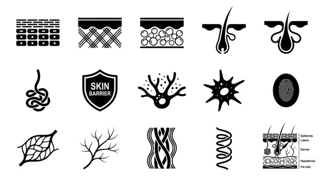 Skin anatomy and dermatology icons set featuring hair follicles, collagen fibers, epidermis layers and cellular structures, concept for medical education, skincare labeling and healthcare infographics