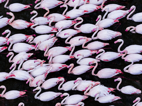 Aerial view of a vibrant colony of flamingos, their delicate pink plumage contrasting against the dark, shimmering water, San Pedro del Pinatar, Region of Murcia, Spain.