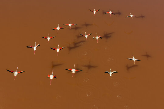 Aerial view of flamingos taking flight from the rust-colored waters, shadows dancing below, a symphony of motion and hue, San Pedro del Pinatar, Region of Murcia, Spain.