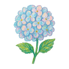 Fototapeta premium PNG Pastel hydrangea illustration with leaves.