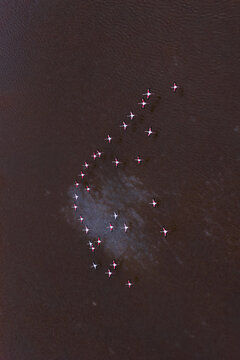 Aerial view of a scattered group of flamingos standing in the dark waters, their pink plumage contrasting with the somber tones, San Pedro del Pinatar, Region of Murcia, Spain.