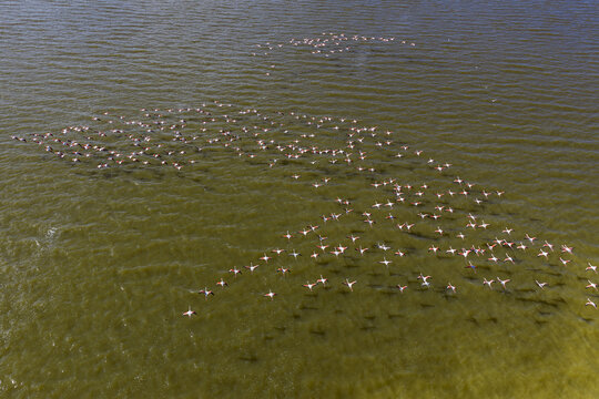 Aerial view of a pink flamingo flock gracefully takes flight over the tranquil waters of the salt flats, creating a spectacle of color and movement, San Pedro del Pinatar, Region of Murcia, Spain.