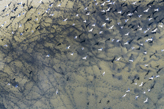 Aerial view of a flurry of white birds taking flight over the textured, sun-kissed sands, creating a mesmerizing dance of shadows and light, San Pedro del Pinatar, Region of Murcia, Spain.