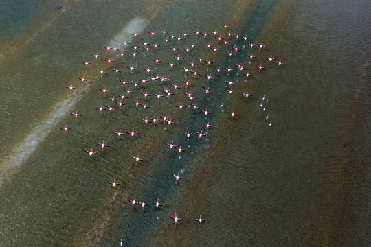 Aerial view of a flamboyance of flamingos take flight from the tranquil waters of the salt flats, creating a mesmerizing dance of pink against the blue, San Pedro del Pinatar, Region of Murcia, Spain.