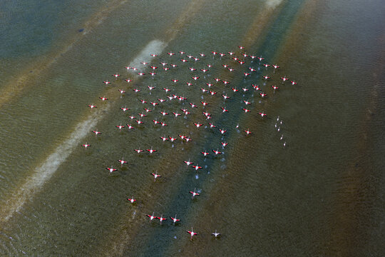 Aerial view of a mesmerising flock of flamingos creating a vibrant splash of pink against the tranquil, shallow waters of the salt flats, San Pedro del Pinatar, Region of Murcia, Spain.