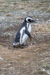 Obraz premium breeding adult Magellanic penguin standing in ground hollow at Magdalena island, Chile