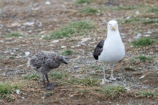 seagull and chick on ground at Magdalena island, Chile