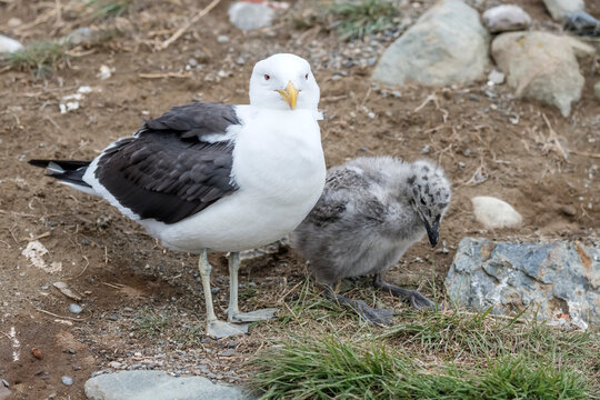 chick and seagull on ground at Magdalena island, Chile