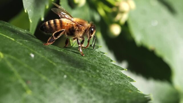 Macro close-up video of a honey bee (Apis mellifera) collecting honeydew from a linden tree leaf. The bee&rsquo;s ligula is clearly visible as it feeds, revealing fine anatomical details and natural foragin