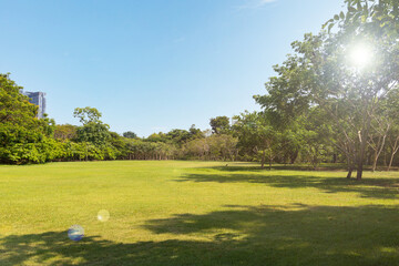 Fototapeta premium Sunny green park with open lawn and sunlight through trees. Bright sun flare over peaceful grass field in urban park