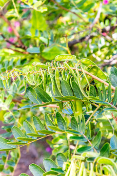 Caesalpinia spinosa pertenece a la familia Fabaceae.	