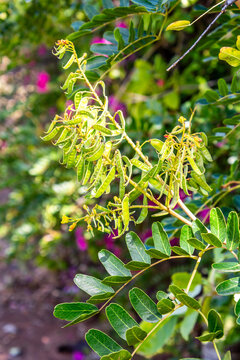 Caesalpinia spinosa pertenece a la familia Fabaceae.	