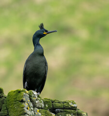 Fototapeta premium A shag (Phalacrocorax aristotelis or Gulosus aristotelis) on the sea cliffs on the island of Canna, Scotland