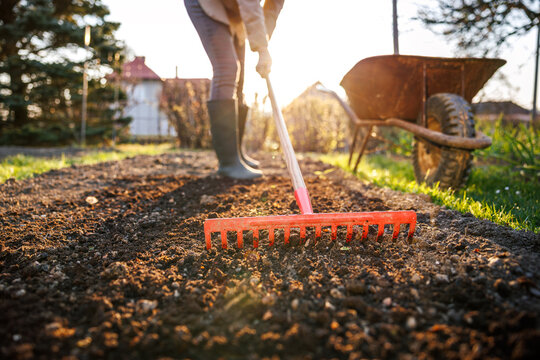 Spring gardening. Woman leveling garden bed with rake. Gardener incorporates organic compost into soil. Preparing backyard for vegetable planting