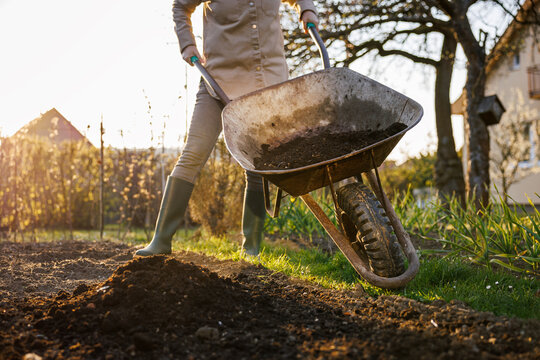 Dumping compost from wheelbarrow. Gardener adding fertilizer to  vegetable bed. Organic gardening in backyard at spring