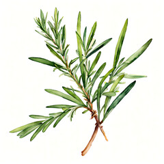 Fototapeta premium Rosemary Sprig Watercolor Illustration Isolated on White