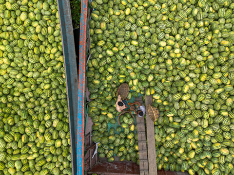 Dhaka, Bangladesh - 04 April 2026: Aerial view of a vibrant sea of light green cucumbers, punctuated by the deep blue of metal structures and the earthy tones of woven baskets.