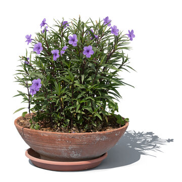 Blooming purple mexican petunia flower in a clay pot, isolated on white and transparent background