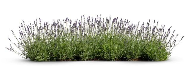 Fotobehang Lavendel Flowerbed of blooming lavender, isolated on white and transparent background  © Martin