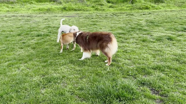 Mixed breed puppy and Australian Shepherd play on a grassy field while a Lagotto Romagnolo approaches and watches. Social behavior and friendship create a playful outdoor lifestyle concept