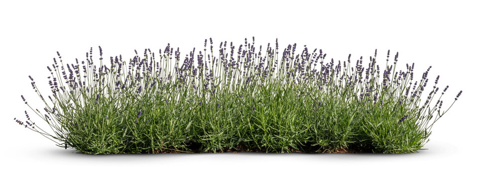 Flowerbed of blooming lavender, isolated on white and transparent background