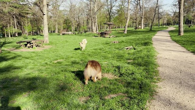 Australian Shepherd sniffs grass in a green park while a mixed breed dog approaches and they briefly greet each other. Natural canine behavior and social interaction