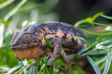Chameleon on a tree © Nadine