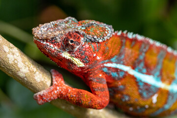 chameleon on a tree © Nadine