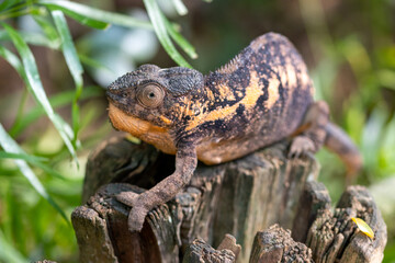 Fototapeta premium Chameleon