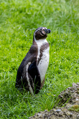 Obraz premium penguin in the grass