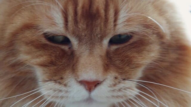 Serious fluffy solid ginger cat close-up macro face with green eyes