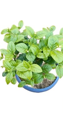 Herbal Arabian Jasmine Potted Plant Video - Fresh Jasminum Sambac Foliage with Buds A high-quality, professional video clip featuring a healthy Arabian Jasmine (Jasminum sambac) plant in a pot.