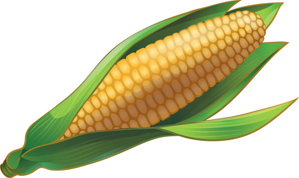 corn isolated on white
