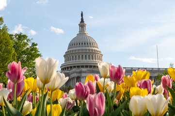 Colorful Tulips with United States Capitol Building in Spring Washington DC © Hamburg Studios