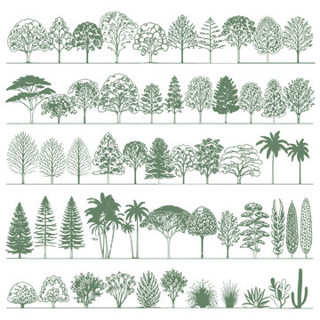 Architectural Tree CAD Blocks Set, Landscape Design Elevation Drawings with Trees and Vegetation, Vector Elements for AutoCAD Plans, Garden Layout, Botanical Illustration Collection