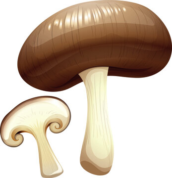 mushroom isolated on white background