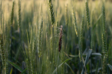 Diseased wheat spike with fungal infection © GreenThumbShots